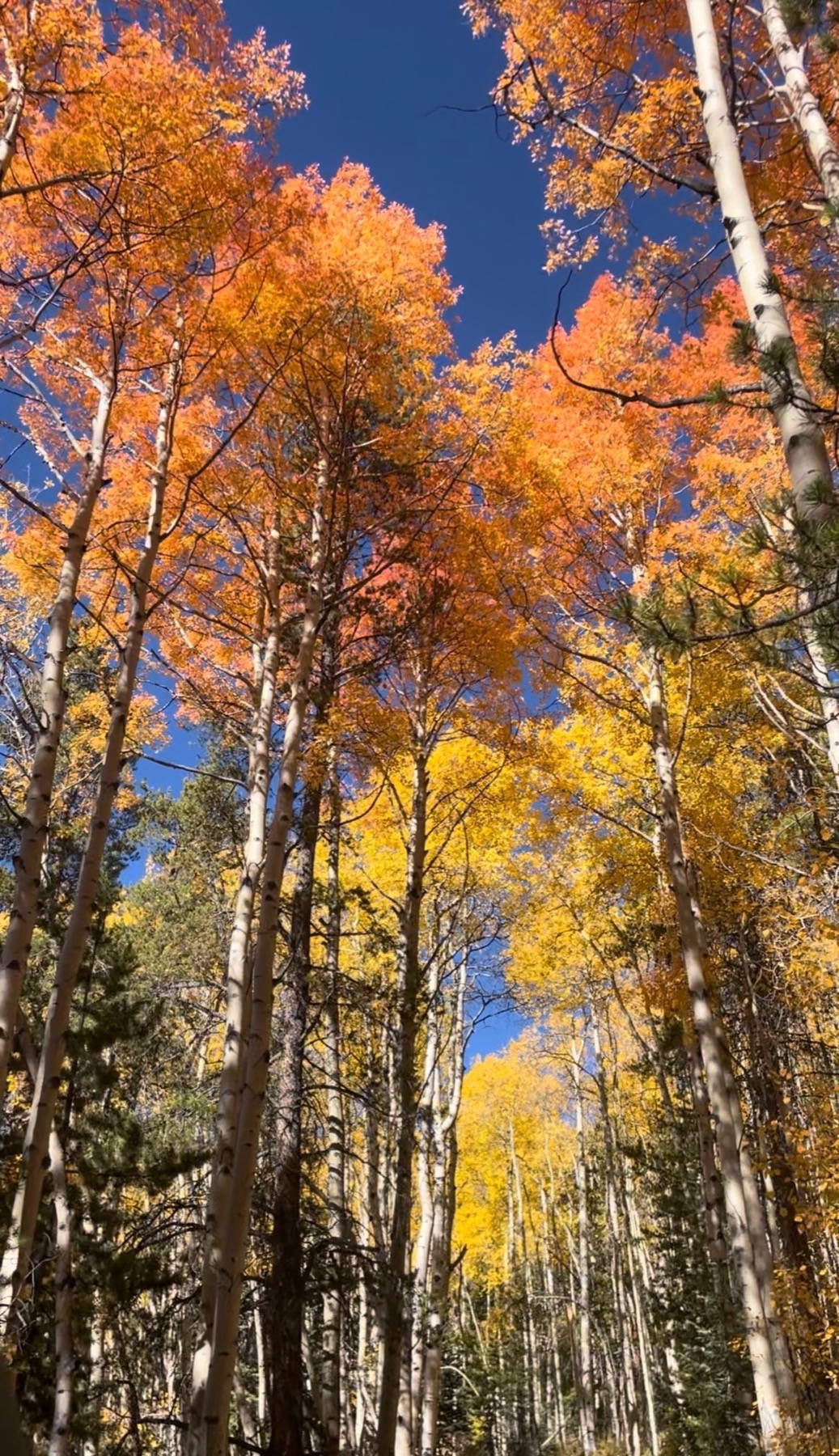 Golden and orange aspens in a Colorado autumn forest