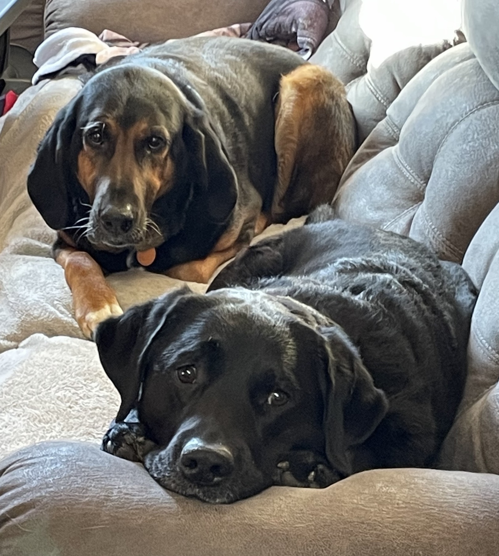 A hound and a black Labrador resting together at home