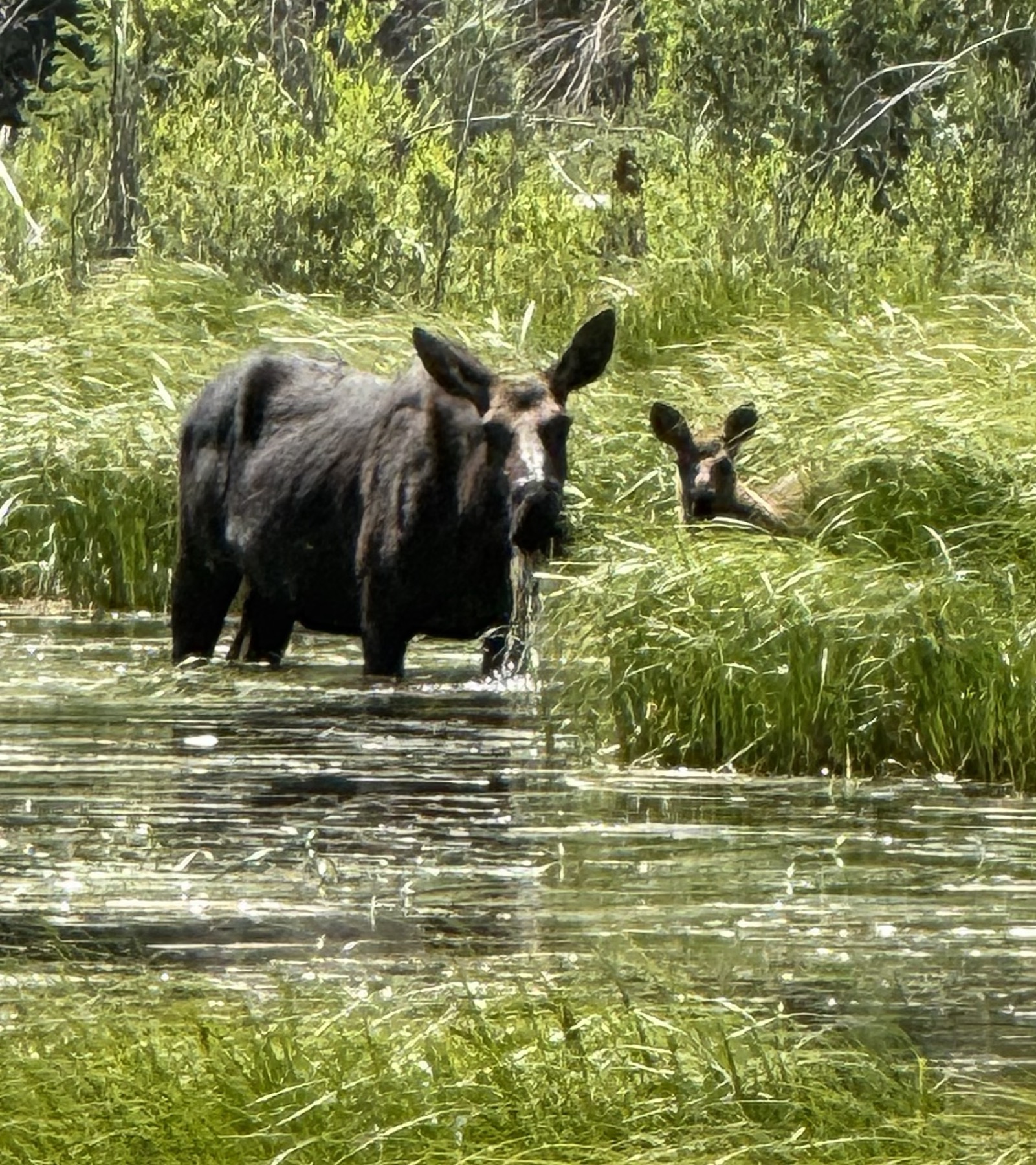 A moose and calf standing in tall grass and water