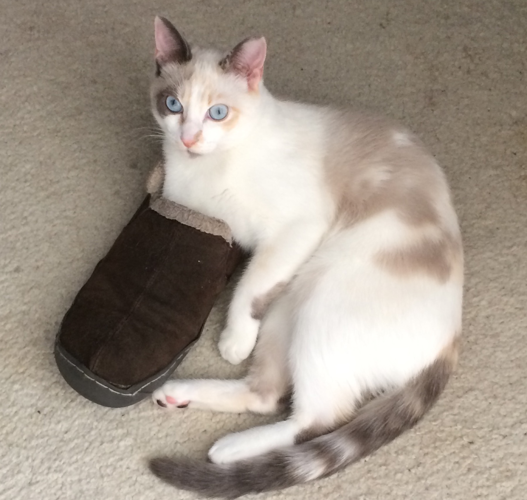 A cream-point cat curled up beside a slipper