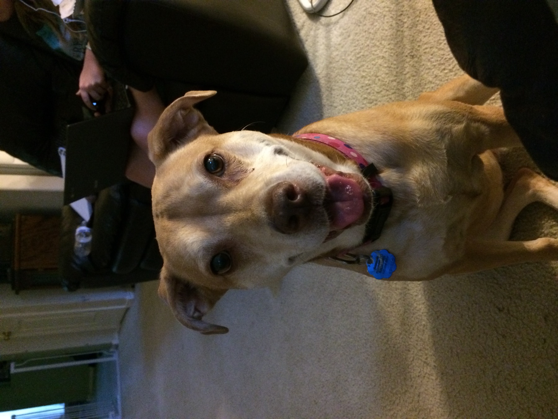 A happy tan Labrador mix ready for a walk