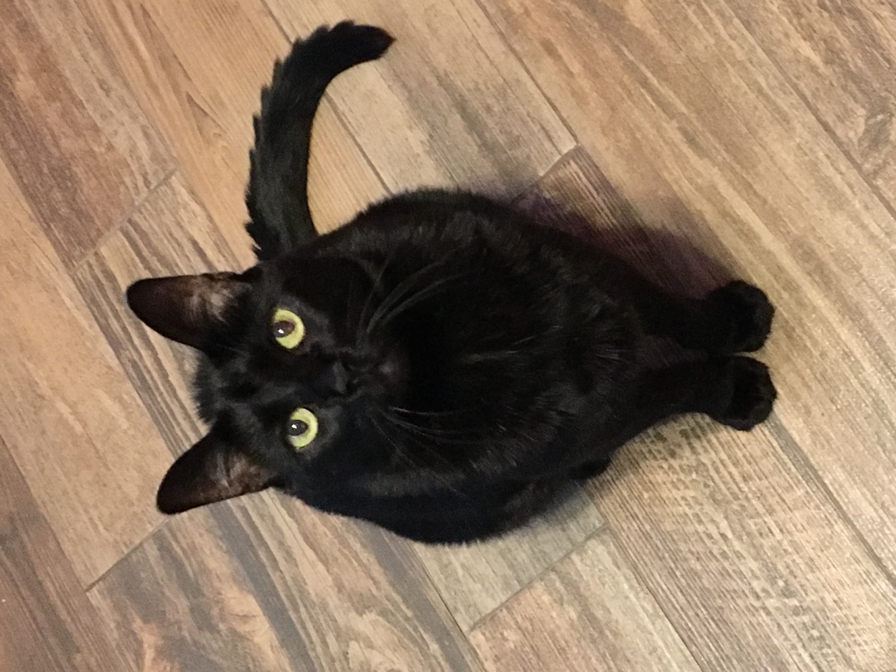 A black cat looking up from a hardwood floor